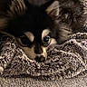 Snow participe au concours pour gagner de l'argent avec cette photo : dog, puppy, fluffy, blanket, cozy, snuggled, fur, cute, pet, indoors, resting, animal, face, ears, sleepy, soft, texture, closeup, brown, black