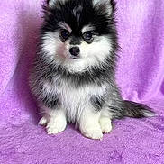 Snow participe au concours pour gagner de l'argent avec cette photo : puppy, dog, fluffy, black_and_white, sitting, cute, pet, animal, fur, portrait, indoor, blanket, purple, small, young, adorable, looking, face, soft, background