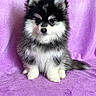 puppy, dog, fluffy, black_and_white, sitting, cute, pet, animal, fur, portrait, indoor, blanket, purple, small, young, adorable, looking, face, soft, background