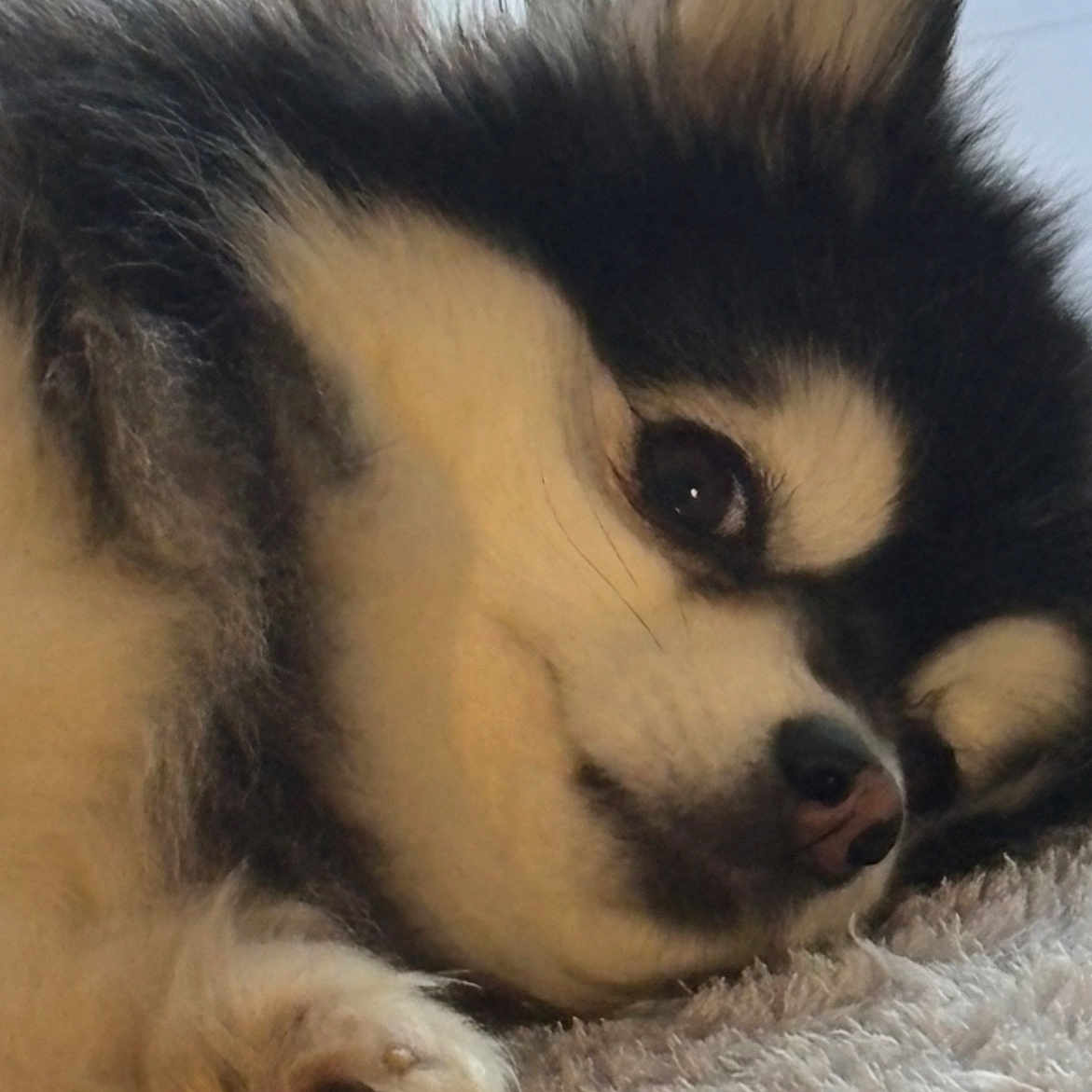 Snow a rejoint le concours — aidez-le/la à gagner de superbes lots ! dog, paw, fur, fluffy, lying_down, carpet, indoor, pet, cute, closeup, animal, canine, resting, snout, ear, black_and_white, soft_texture, relaxed, portrait, companion