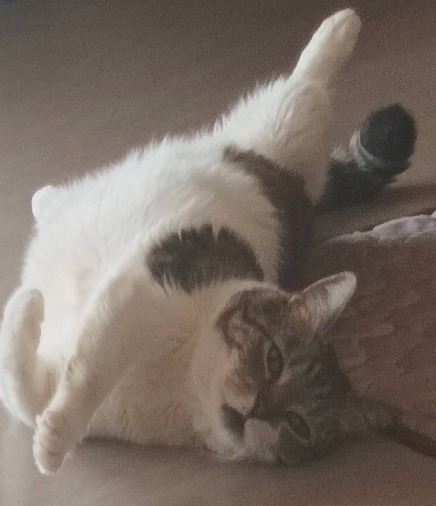 Garfield a rejoint le concours — aidez-le/la à gagner de superbes lots ! art, carnivore, cat, claw, comfort, domestic_short_haired_cat, felidae, fur, monochrome, monochrome_photography, nap, paw, sleep, small_to_medium_sized_cats, snout, tail, whiskers