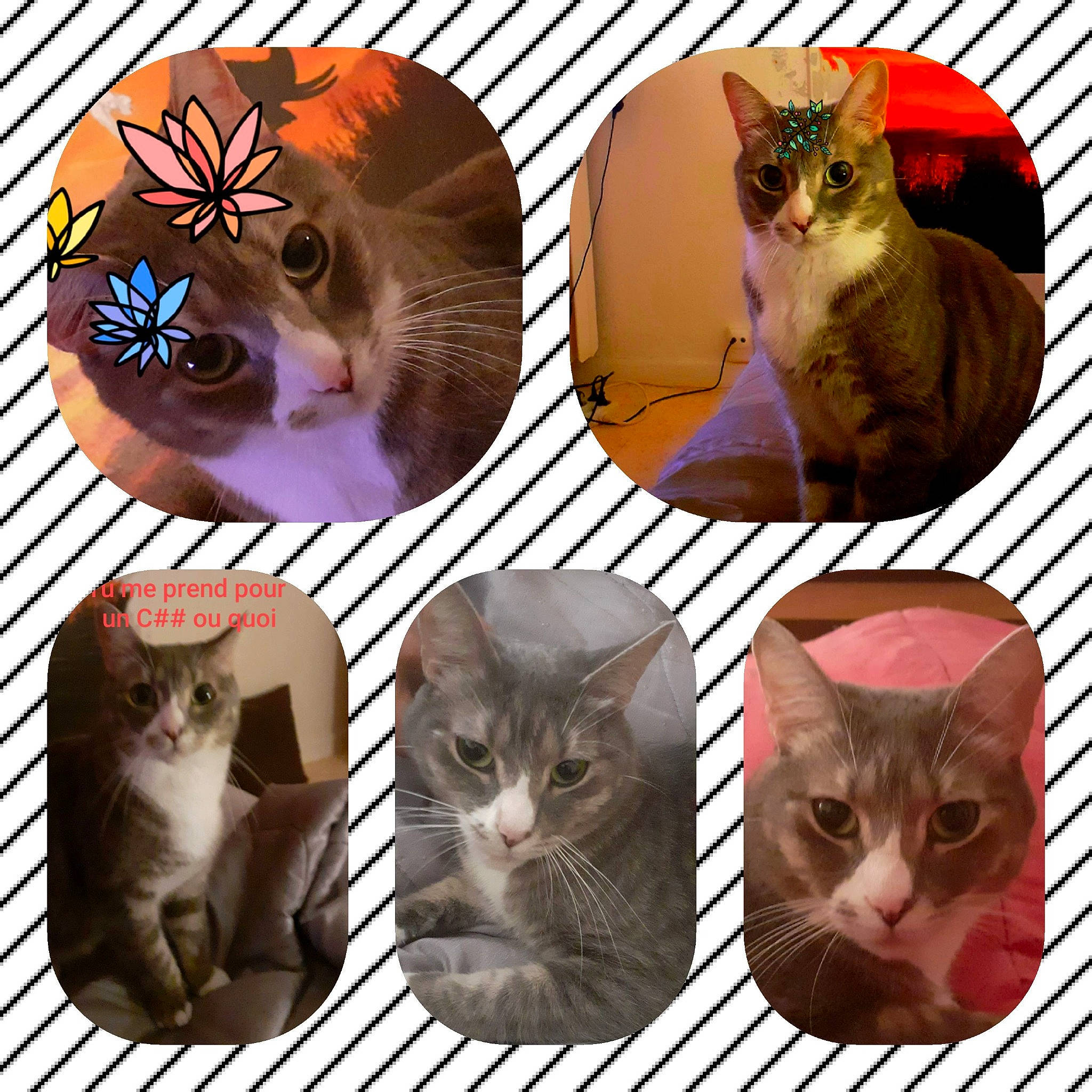 Ponpon participe au concours pour gagner de l'argent avec cette photo : asian, carnivore, cat, collage, domestic_short_haired_cat, european_shorthair, felidae, kitten, organism, photo_caption, polydactyl_cat, small_to_medium_sized_cats, tabby_cat, whiskers