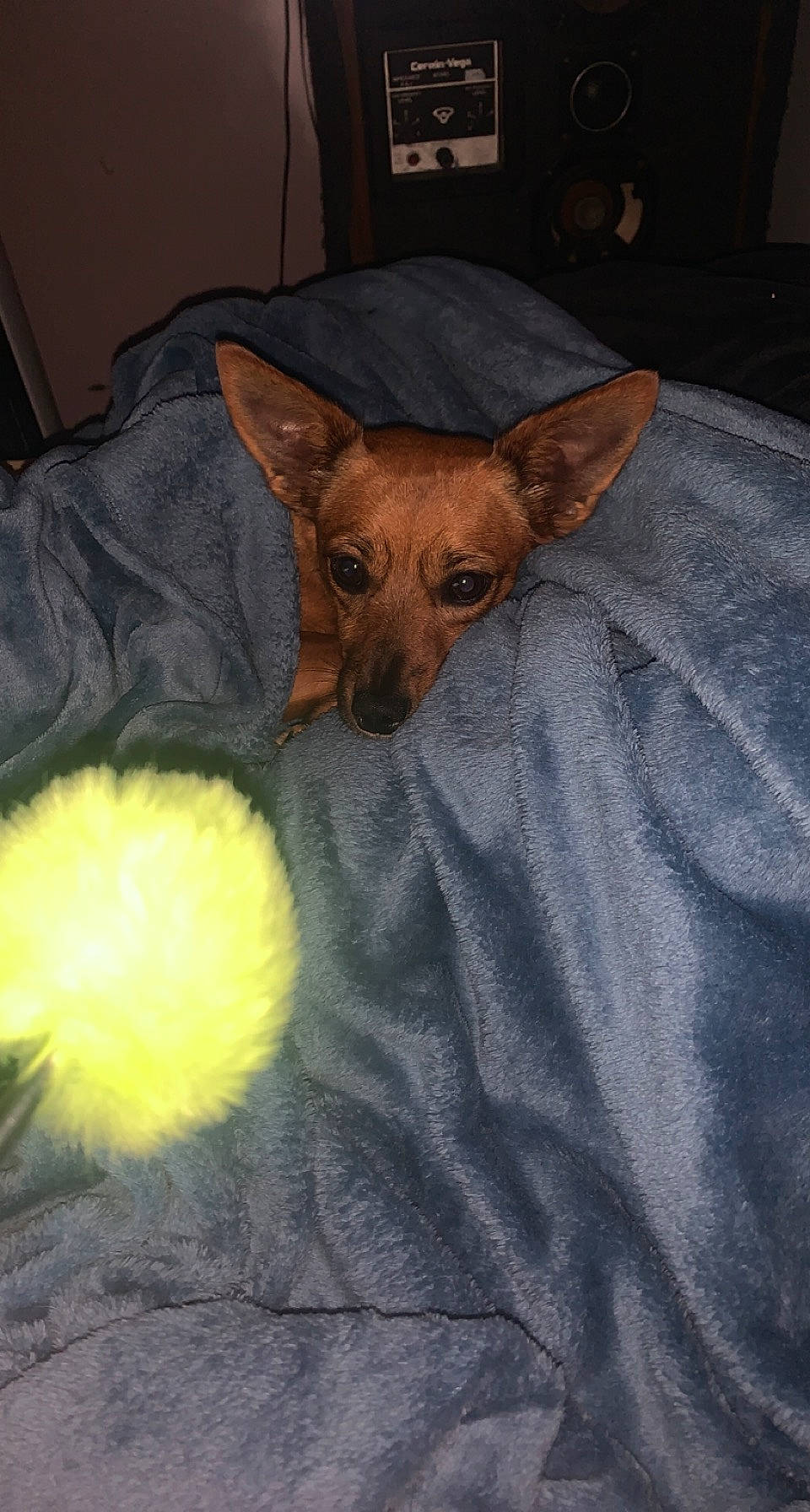 Vero joined the competition — help win amazing prizes! bed, canidae, carnivore, chair, comfort, companion_dog, dog, dog_breed, dog_supply, fawn, fur, linens, room, snout, sporting_group, tennis_ball, terrestrial_animal, toy_dog, whiskers, working_animal