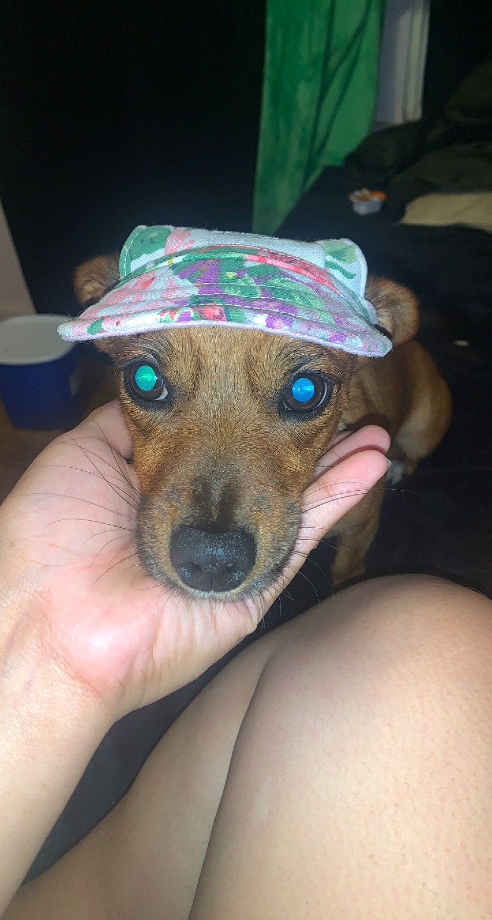 Vero joined the competition — help win amazing prizes! baseball_cap, canidae, cap, carnivore, companion_dog, costume_hat, dog, dog_breed, ear, fashion_accessory, fawn, fedora, finger, hat, nail, snout, sporting_group, sun_hat, whiskers, working_animal
