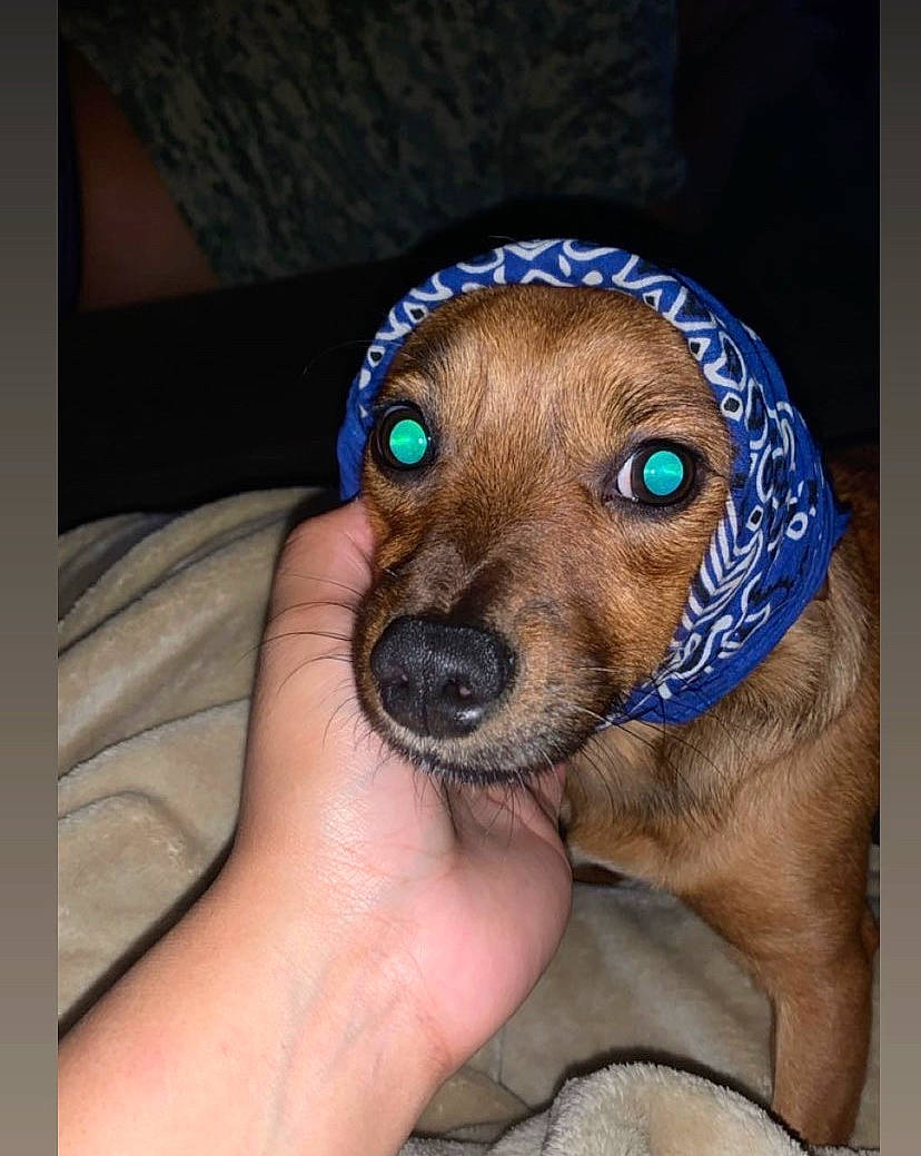 Vero joined the competition — help win amazing prizes! canidae, carnivore, companion_dog, dog, dog_breed, ear, electric_blue, fashion_accessory, fawn, liver, nail, paw, puppy, snout, sporting_group, sunglasses, toy_dog, whiskers, working_animal, wrinkle