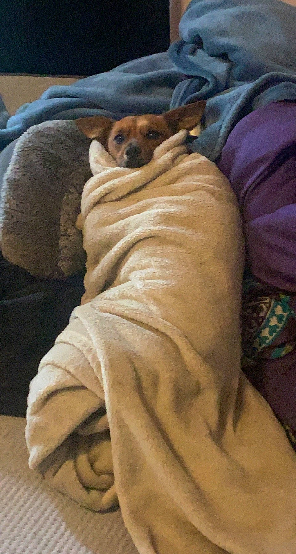 Vero joined the competition — help win amazing prizes! bedding, canidae, carnivore, comfort, companion_dog, couch, dog, dog_breed, duvet, fawn, felidae, fur, linens, snout, sporting_group, toy_dog, whiskers, wood, working_animal, wrinkle