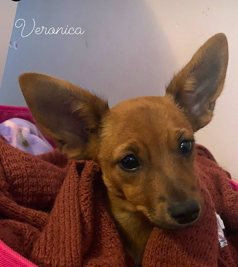 Vero is registered to the contest to win money with this photo: ancient_dog_breeds, canidae, carnivore, comfort, companion_dog, dog, dog_breed, dog_supply, ear, eye, fawn, fur, liver, non_sporting_group, puppy, snout, sporting_group, toy_dog, whiskers, working_animal