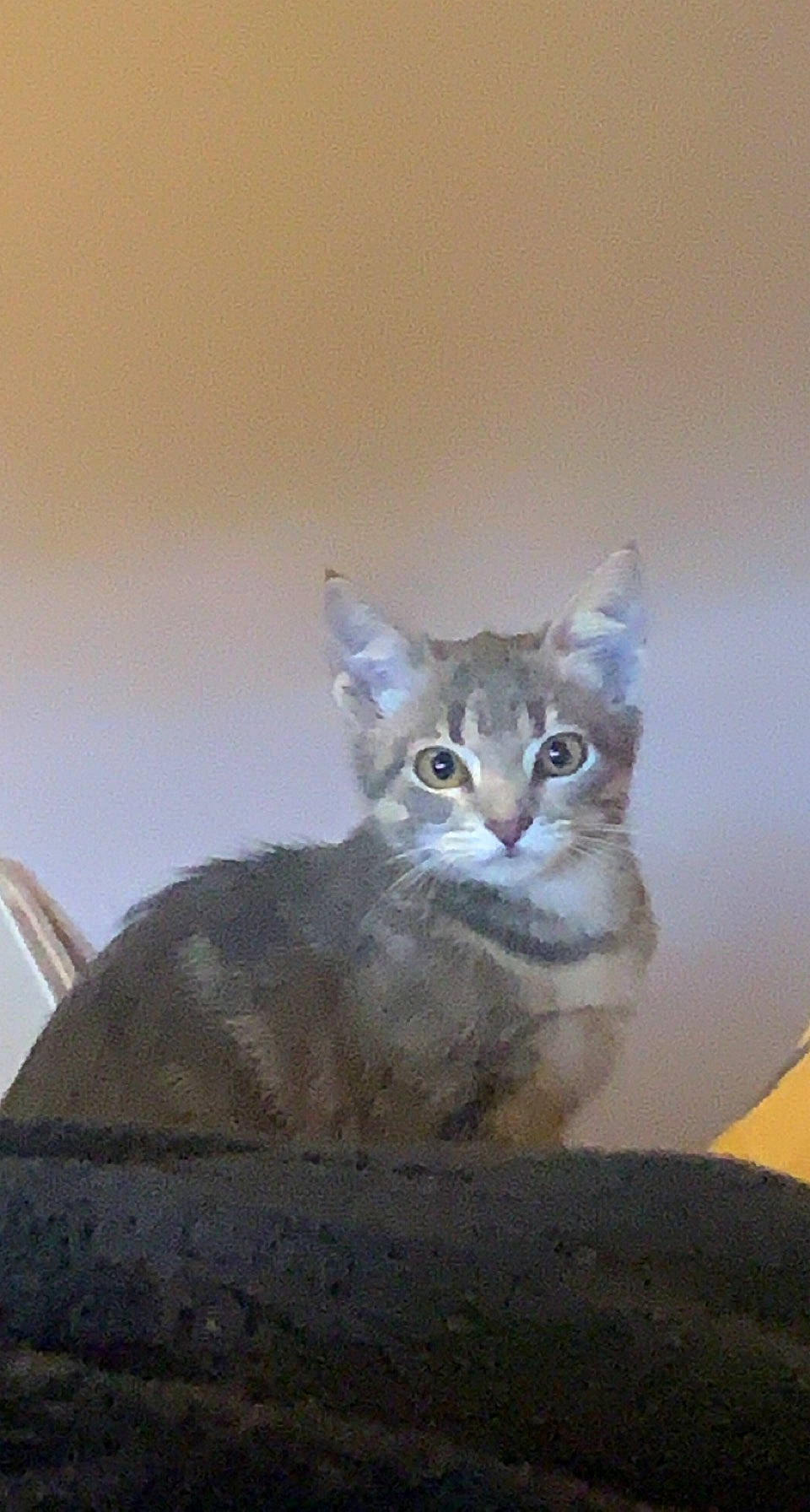 Grey joined the competition — help win amazing prizes! carnivore, cat, domestic_short_haired_cat, felidae, fur, grey, sculpture, small_to_medium_sized_cats, snout, tail, terrestrial_animal, whiskers, wildlife, window