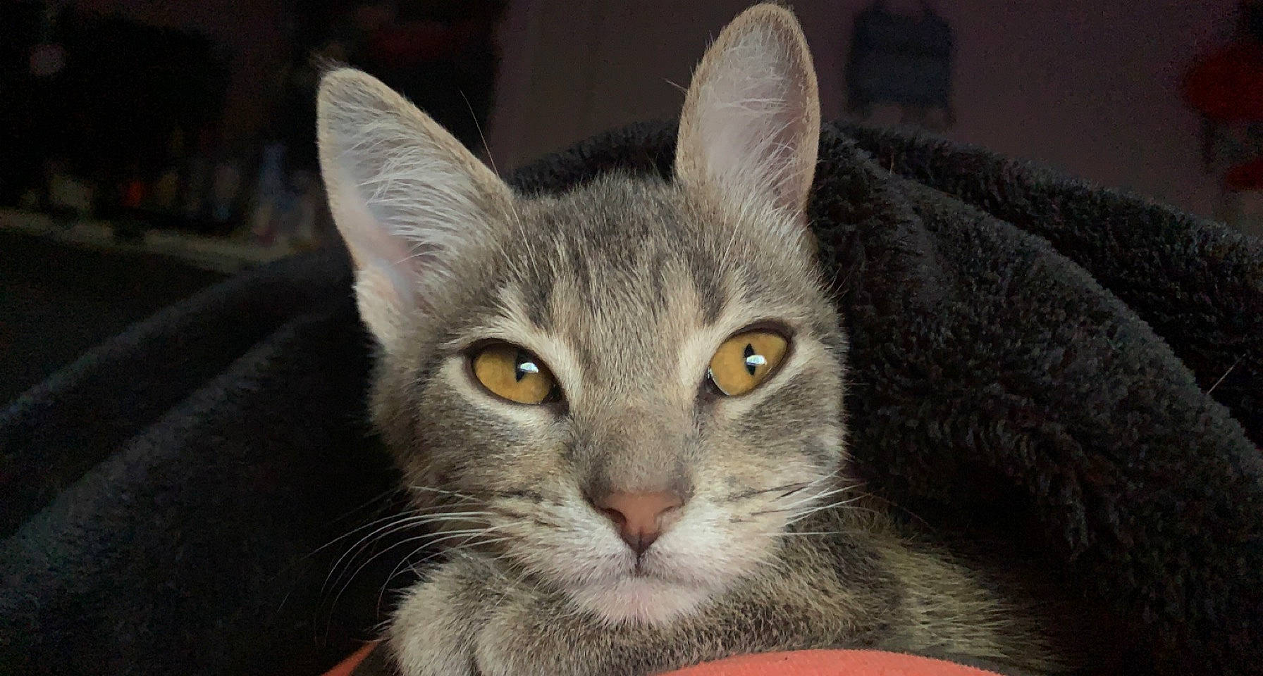 Grey joined the competition — help win amazing prizes! carnivore, cat, cat_supply, domestic_short_haired_cat, ear, felidae, fur, grey, russian_blue, small_to_medium_sized_cats, snout, terrestrial_animal, whiskers, wildlife, window