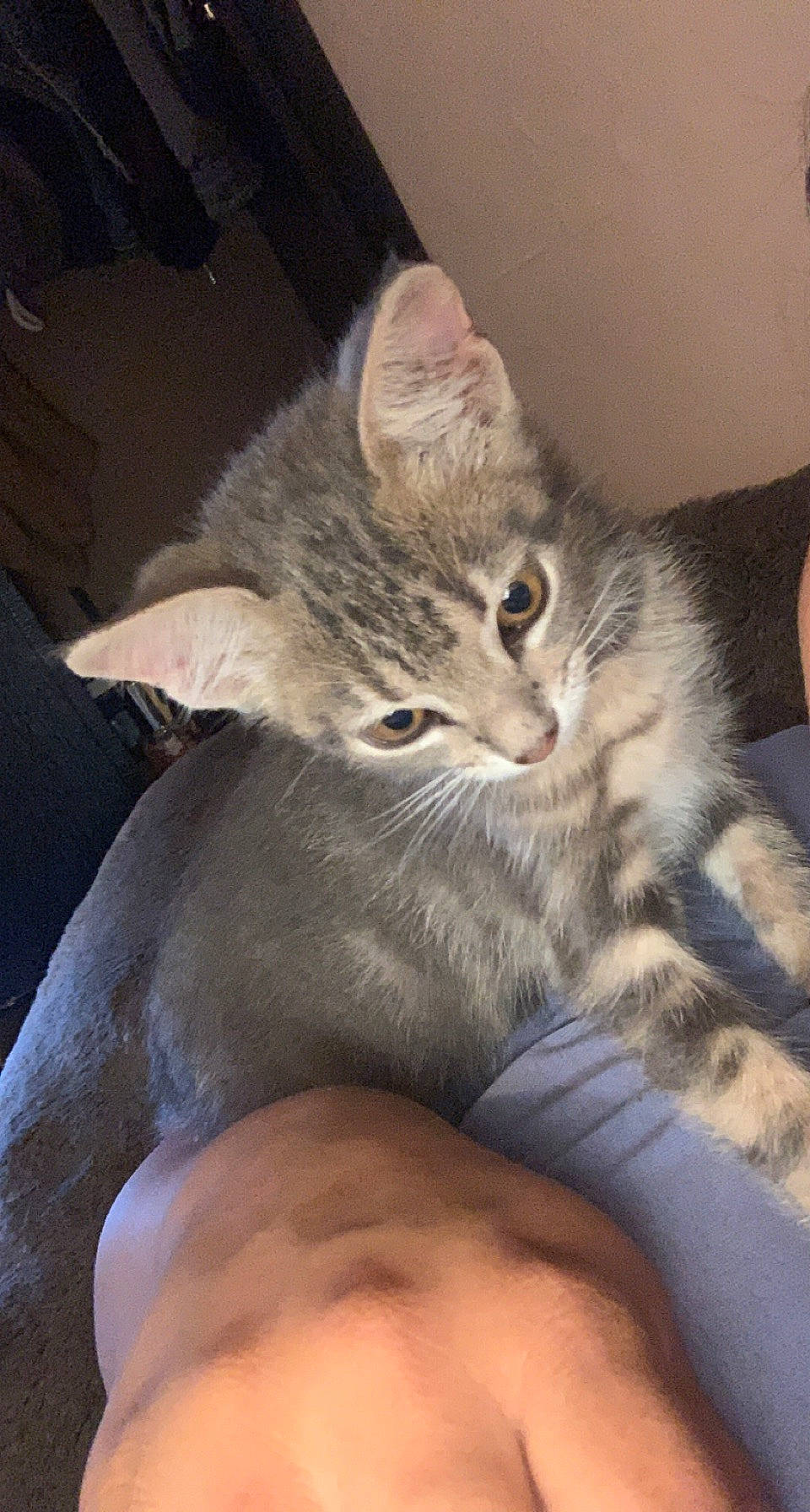 Grey joined the competition — help win amazing prizes! bed, carnivore, cat, claw, comfort, domestic_short_haired_cat, ear, felidae, foot, fur, gesture, human_leg, lap, nap, paw, sitting, sleep, small_to_medium_sized_cats, snout, whiskers