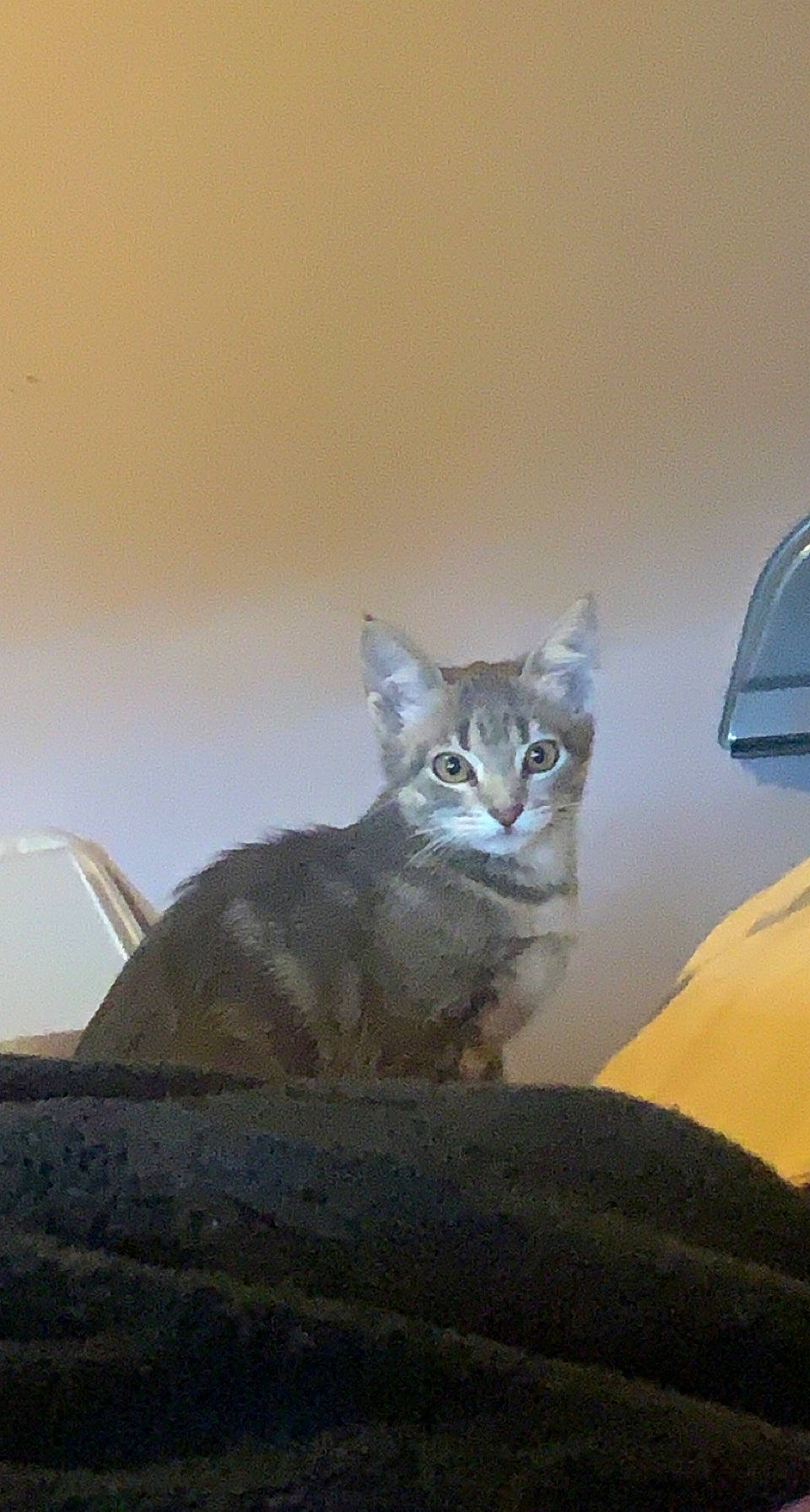 Grey is registered to the contest to win money with this photo: art, carnivore, cat, domestic_short_haired_cat, eye, felidae, fur, grey, metal, sculpture, sitting, sky, small_to_medium_sized_cats, snout, tail, terrestrial_animal, whiskers, wildlife, window, wood