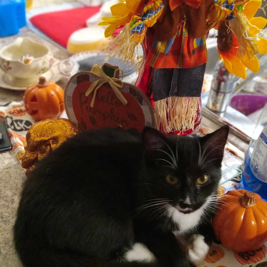 Mia joined the competition — help win amazing prizes! abyssinian, animal, blackcat, cat, cup, doll, face, figurine, food, head, kitten, machine, manx, person, pet, plant, produce, sweets, toy, wheel