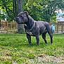 animal, backyard, boxer, bulldog, canine, dog, fence, field, grass, grassland, leaf, nature, outdoors, park, person, pet, plant, tree, vegetation, yard