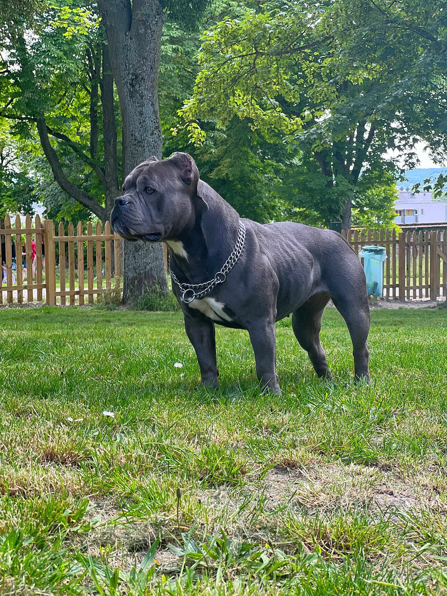 Shanel participe au concours pour gagner de l'argent avec cette photo : animal, backyard, boxer, bulldog, canine, dog, fence, field, grass, grassland, leaf, nature, outdoors, park, person, pet, plant, tree, vegetation, yard