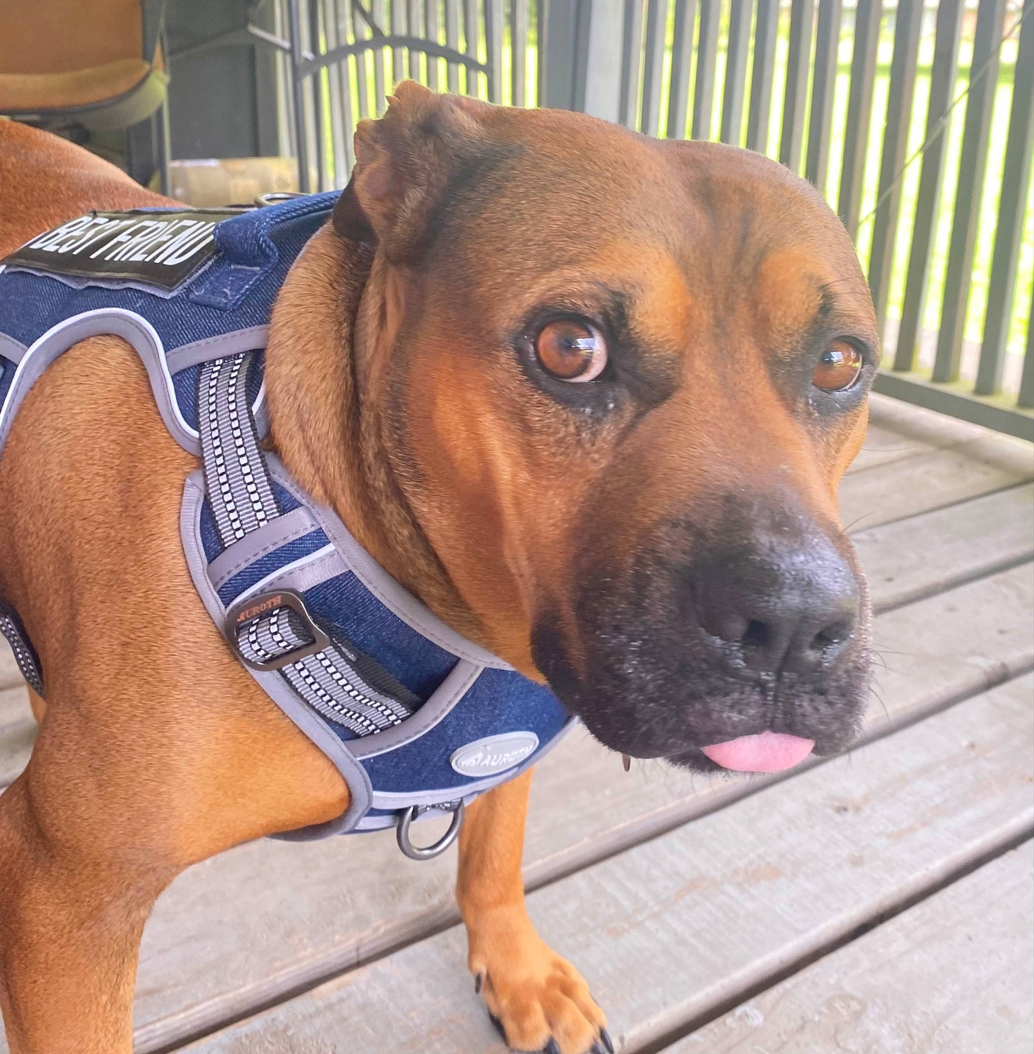 Brownie is registered to the contest to win money with this photo: canidae, carnivore, collar, companion_dog, dog, dog_breed, dog_collar, dog_supply, electric_blue, fawn, fence, flooring, hound, pet_supply, sleeve, sporting_group, whiskers, wood, working_animal, working_dog