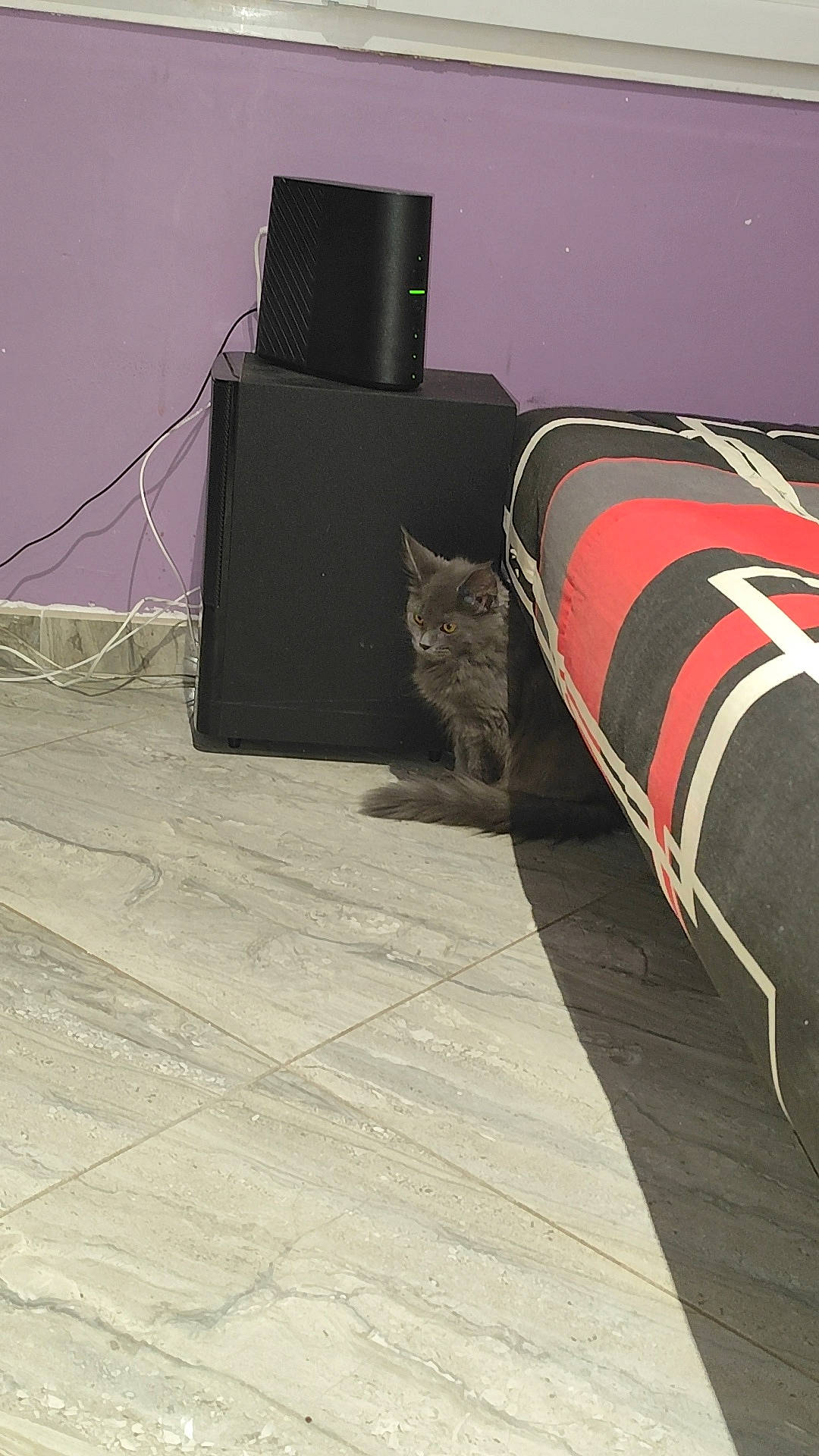 animal, architecture, building, cat, computerhardware, couch, electronics, furniture, hardware, indoors, kitten, livingroom, monitor, path, pet, room, screen, slate, speaker, tv