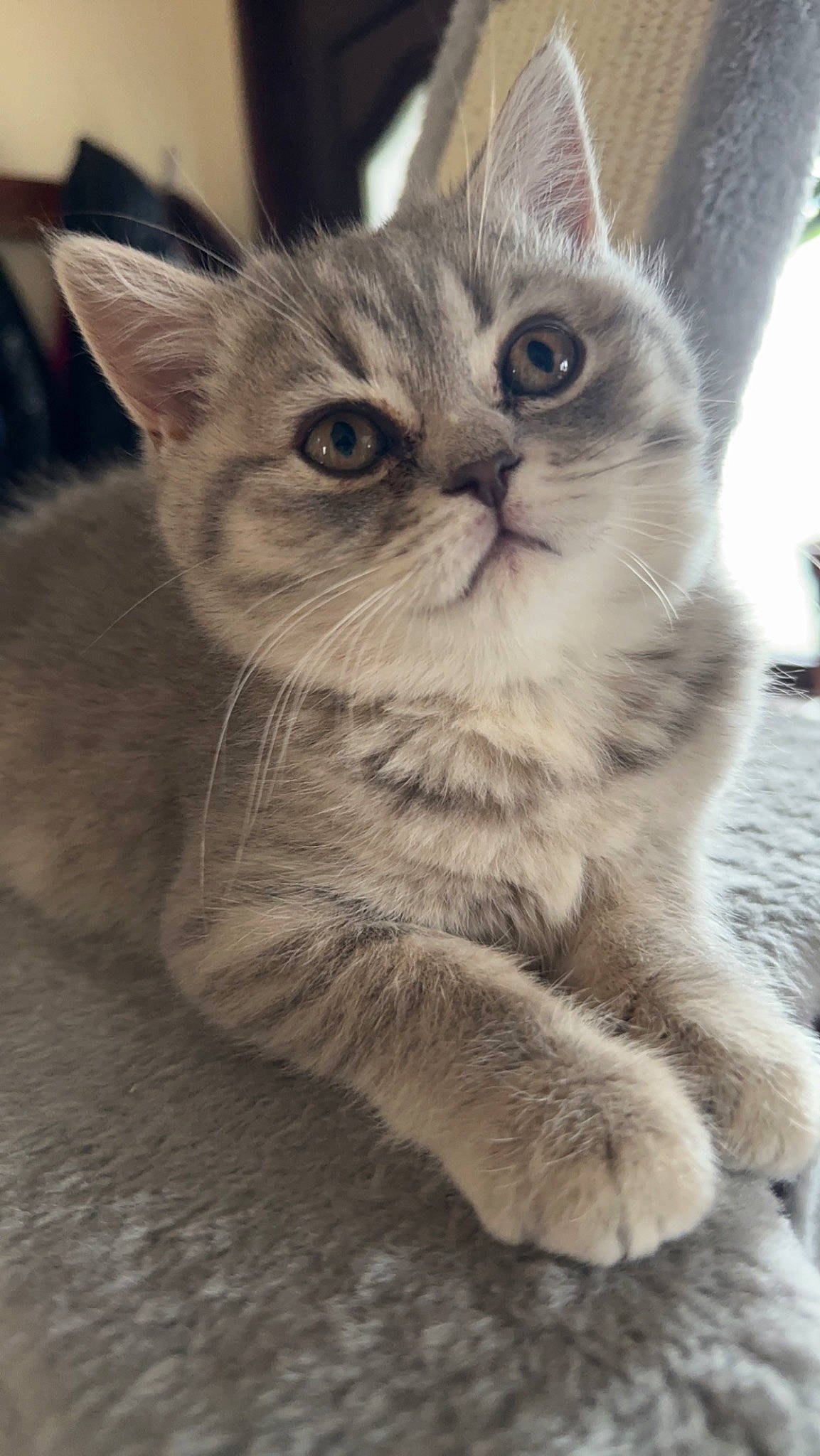 Milkshake is registered to the contest to win money with this photo: carnivore, cat, claw, comfort, domestic_short_haired_cat, felidae, fur, paw, photo_caption, small_to_medium_sized_cats, snout, tail, terrestrial_animal, whiskers