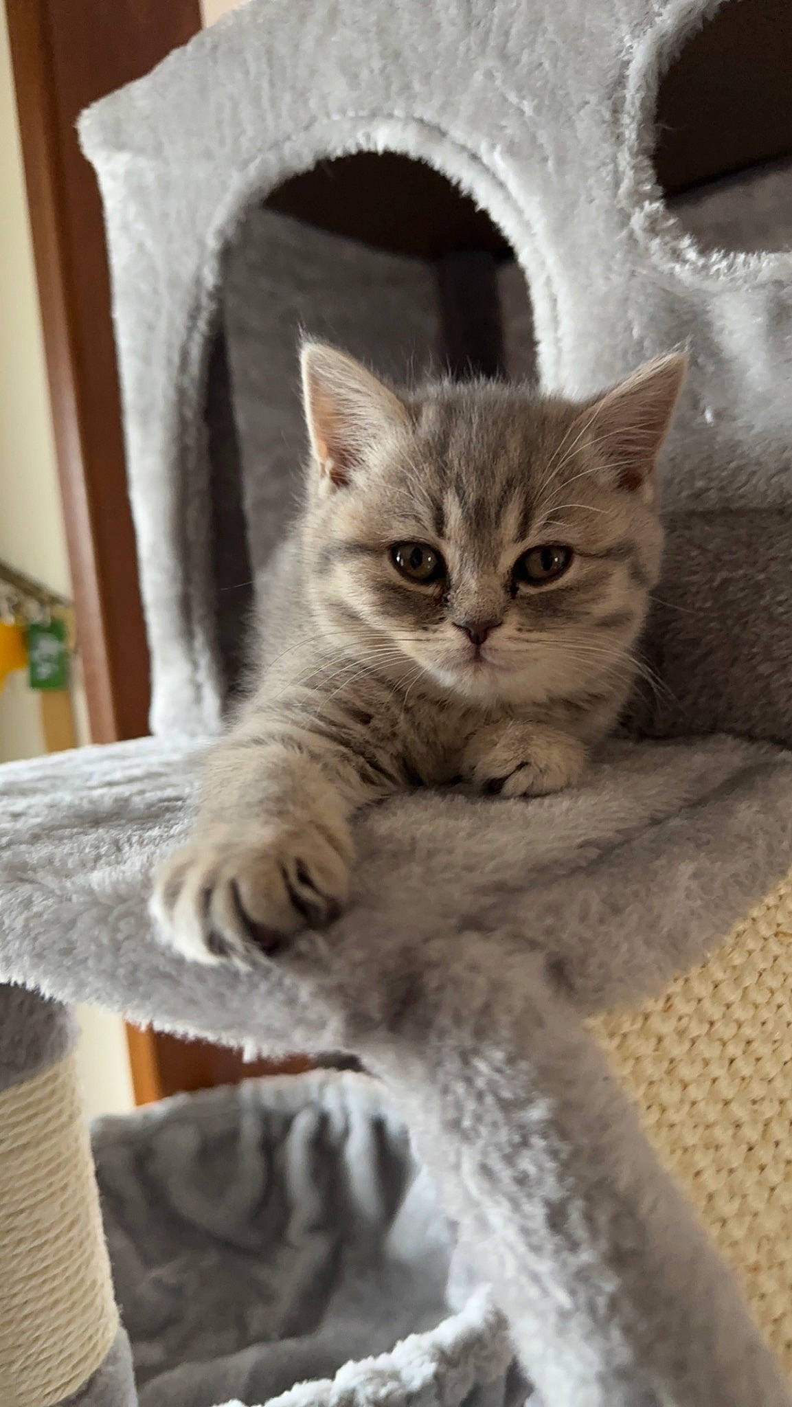 Milkshake joined the competition — help win amazing prizes! carnivore, cat, cat_furniture, cat_supply, claw, domestic_short_haired_cat, fawn, felidae, fur, paw, pet_supply, photo_caption, sitting, small_to_medium_sized_cats, snout, tail, whiskers, window