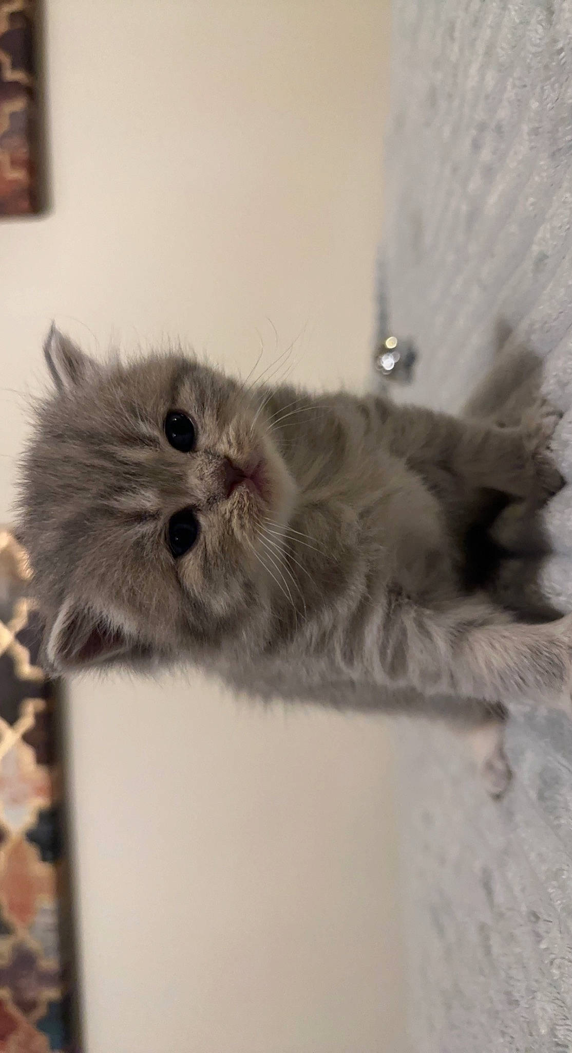 Milkshake is registered to the contest to win money with this photo: british_longhair, canidae, carnivore, cat, claw, domestic_short_haired_cat, fawn, felidae, fur, grey, monochrome, monochrome_photography, paw, persian, picture_frame, small_to_medium_sized_cats, snout, tail, terrestrial_animal, whiskers