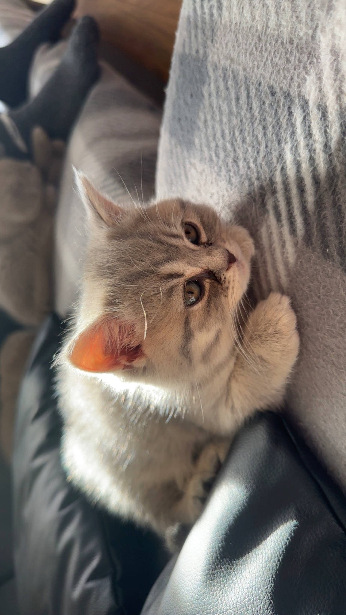 Milkshake joined the competition — help win amazing prizes! carnivore, cat, claw, comfort, domestic_short_haired_cat, ear, eye, fang, felidae, fur, grey, paw, plant, small_to_medium_sized_cats, snout, tail, terrestrial_animal, whiskers