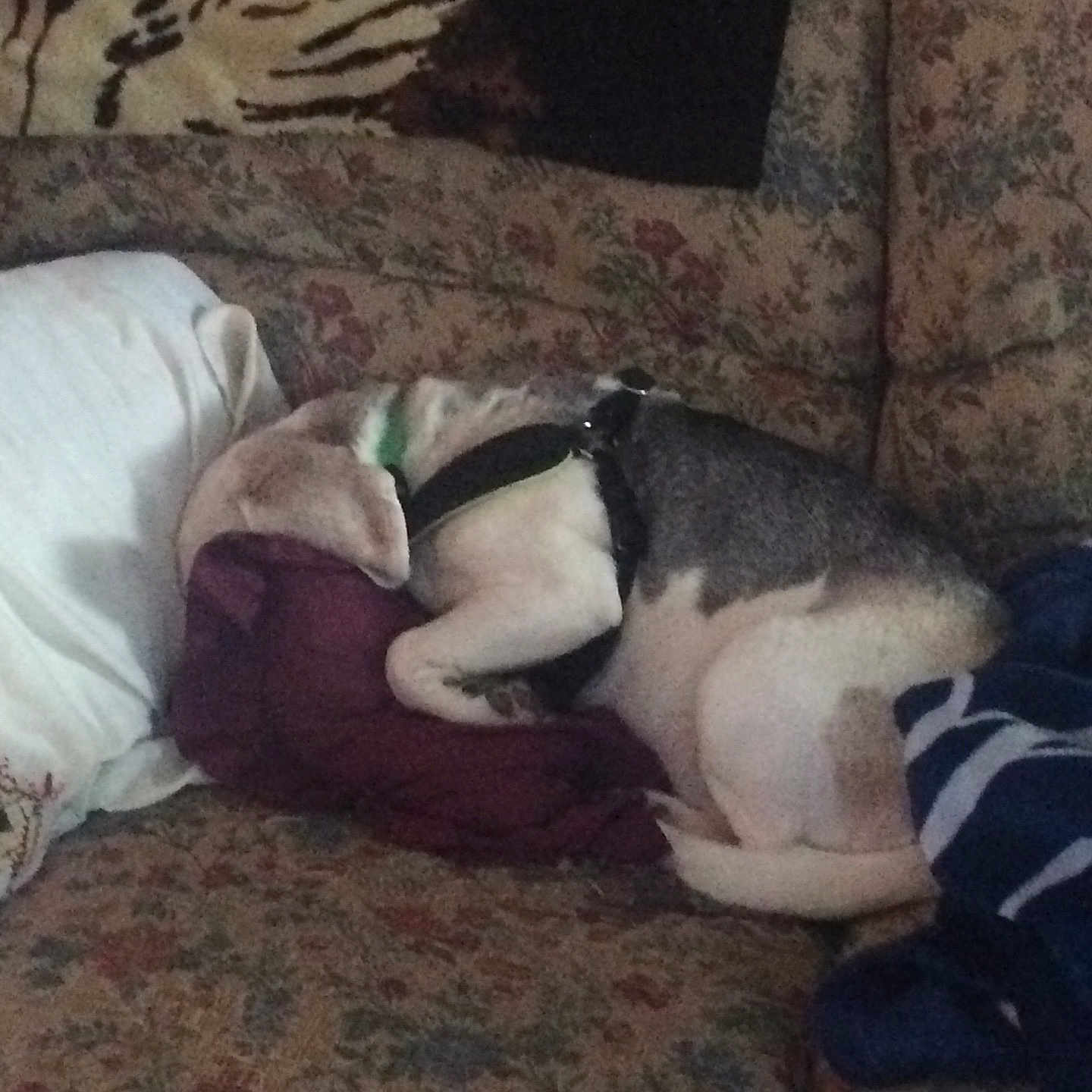 Buddie is registered to the contest to win money with this photo: arm, boston_terrier, carnivoran, dog_breed, dog_breed_group, dog_like_mammal, nap, neck, non_sporting_group, snout