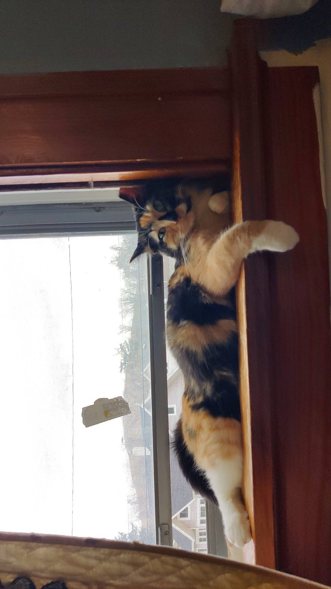 Puddin joined the competition — help win amazing prizes! canidae, carnivore, cat, companion_dog, dog_breed, fawn, felidae, fur, hardwood, room, sash_window, shade, small_to_medium_sized_cats, sporting_group, tail, tints_and_shades, window, window_covering, wood