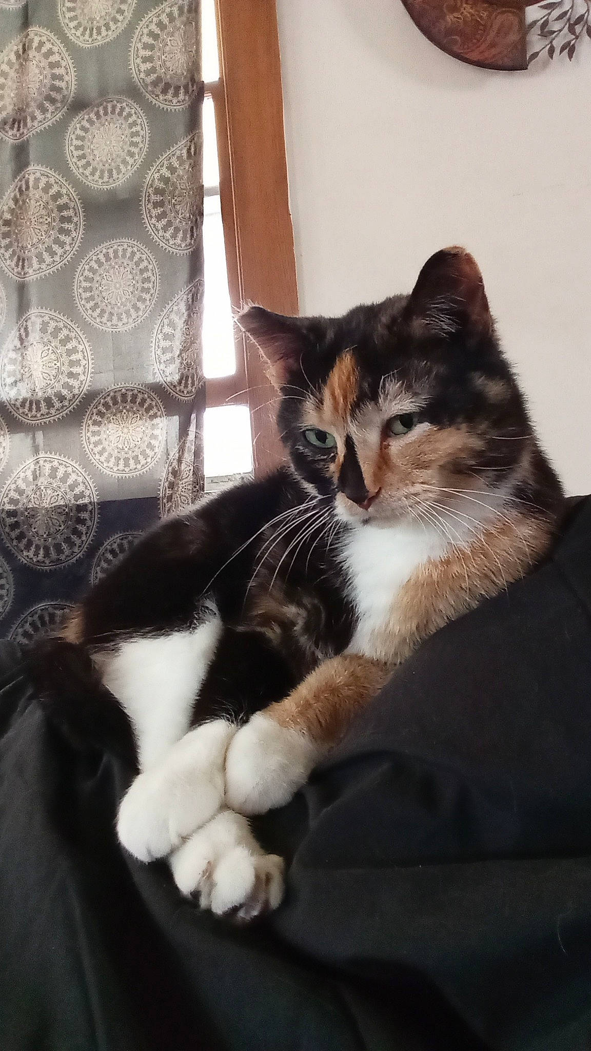 Puddin is registered to the contest to win money with this photo: carnivore, cat, cat_supply, comfort, curtain, domestic_short_haired_cat, felidae, fur, sitting, small_to_medium_sized_cats, tail, whiskers, window