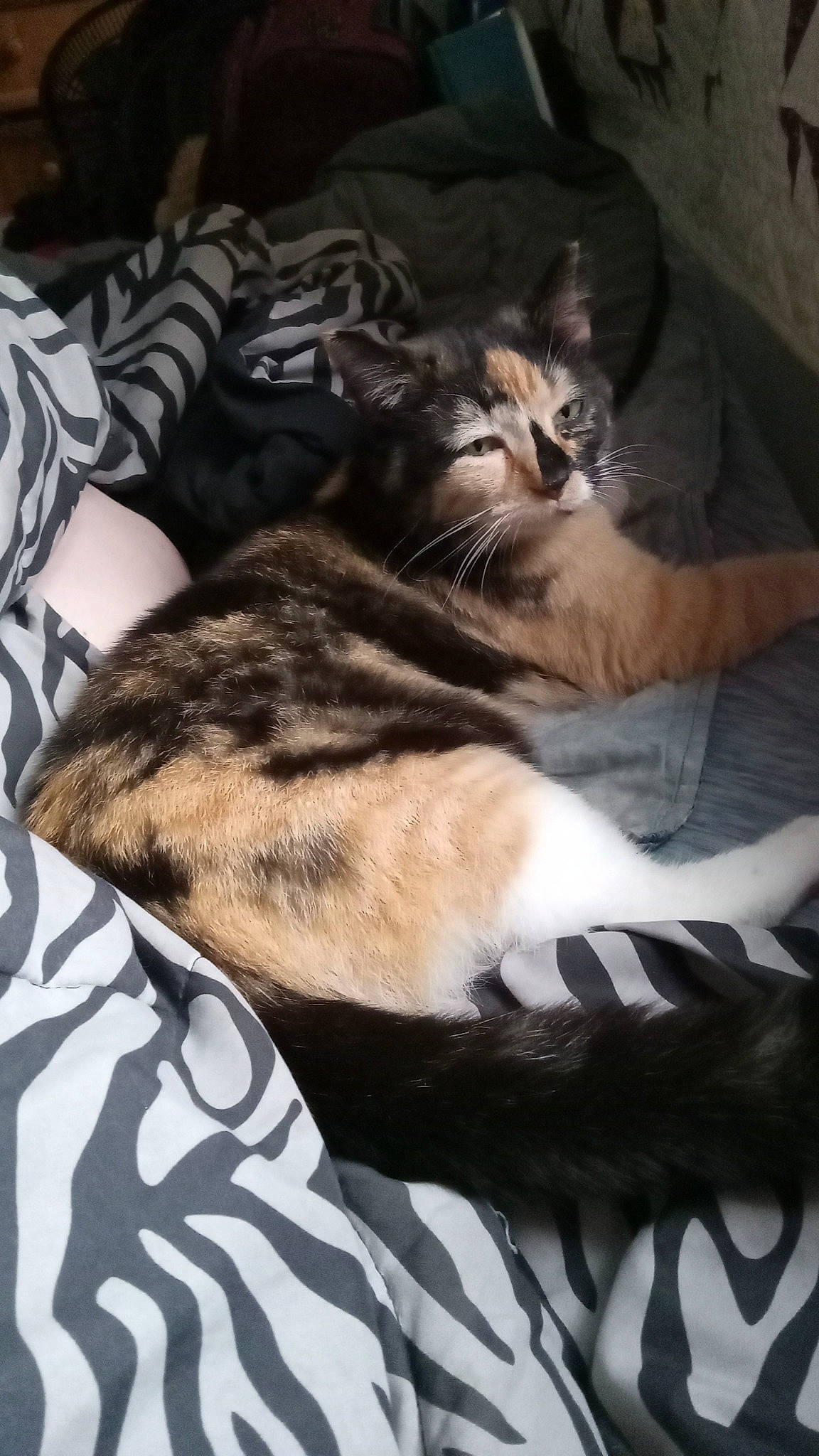 Puddin is registered to the contest to win money with this photo: carnivore, cat, comfort, domestic_short_haired_cat, felidae, fur, linens, mammal, nap, pattern, paw, sleep, small_to_medium_sized_cats, tail, whiskers