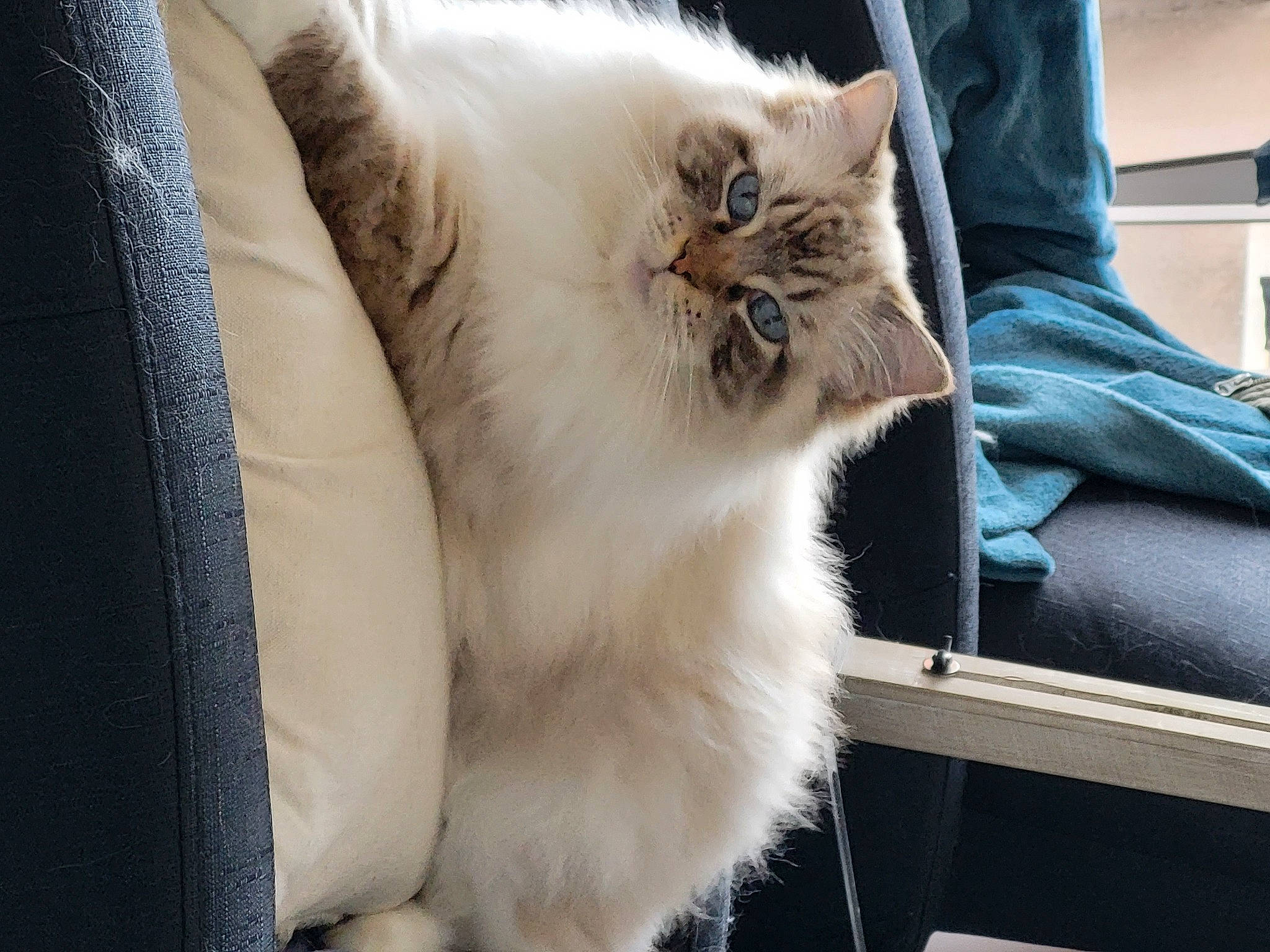 Nala participe au concours pour gagner de l'argent avec cette photo : carnivore, cat, claw, comfort, electric_blue, fang, fawn, felidae, fur, paw, small_to_medium_sized_cats, snout, tail, whiskers