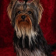 Stella participe au concours pour gagner de l'argent avec cette photo : dog, yorkshire_terrier, pet, portrait, long_hair, silky_coat, ears, eyes, nose, whiskers, fur, studio, red_background, sitting, small_dog, adorable, groomed, topknot, portrait_photography, cute