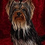 dog, yorkshire_terrier, pet, portrait, long_hair, silky_coat, ears, eyes, nose, whiskers, fur, studio, red_background, sitting, small_dog, adorable, groomed, topknot, portrait_photography, cute