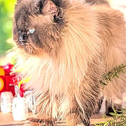Roméo participe au concours pour gagner de l'argent avec cette photo : cat, fluffy_cat, long_fur, feline, pet, portrait, close_up, outdoor, bokeh, whiskers, paw, fur, sunlit, table, plant_sprig, green_background, domestic_animal, muzzle, eye_reflection, cute