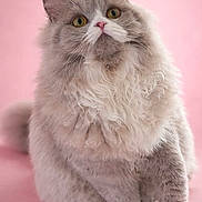 Praline participe au concours pour gagner de l'argent avec cette photo : cat, fluffy_cat, longhair, pet, feline, portrait, pink_background, studio, whiskers, paws, fur, sitting, curious, yellow_eyes, indoor, closeup, cute, chubby, soft_texture, ear_tufts