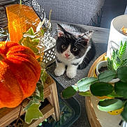 émeraude participe au concours pour gagner de l'argent avec cette photo : kitten, cat, black_and_white, table, pumpkin, orange, plants, greenery, sunlight, indoor, decorations, autumn, curious, small, pet, feline, close_up, fur, whiskers, cozy