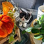 kitten, cat, black_and_white, table, pumpkin, orange, plants, greenery, sunlight, indoor, decorations, autumn, curious, small, pet, feline, close_up, fur, whiskers, cozy