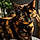 Cachou