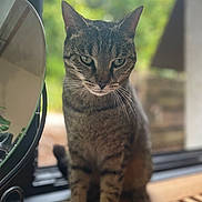 Nala a rejoint le concours — aidez-le/la à gagner de superbes lots ! abyssinian, angora, animal, architecture, building, cat, deck, egyptiancat, hardwood, house, housing, kitten, manx, pet, plant, porch, pottedplant, window, windowsill, wood