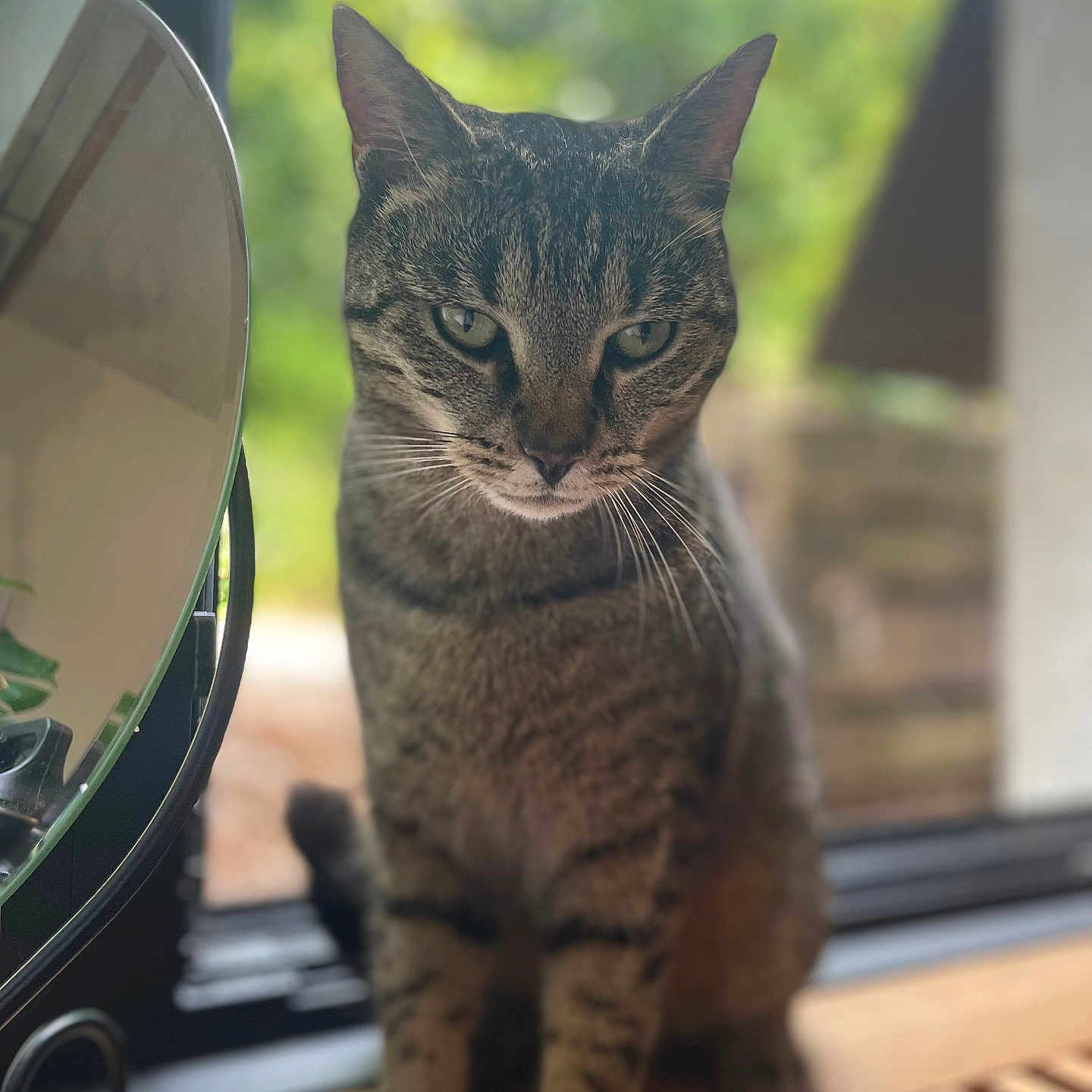 Nala a rejoint le concours — aidez-le/la à gagner de superbes lots ! abyssinian, angora, animal, architecture, building, cat, deck, egyptiancat, hardwood, house, housing, kitten, manx, pet, plant, porch, pottedplant, window, windowsill, wood