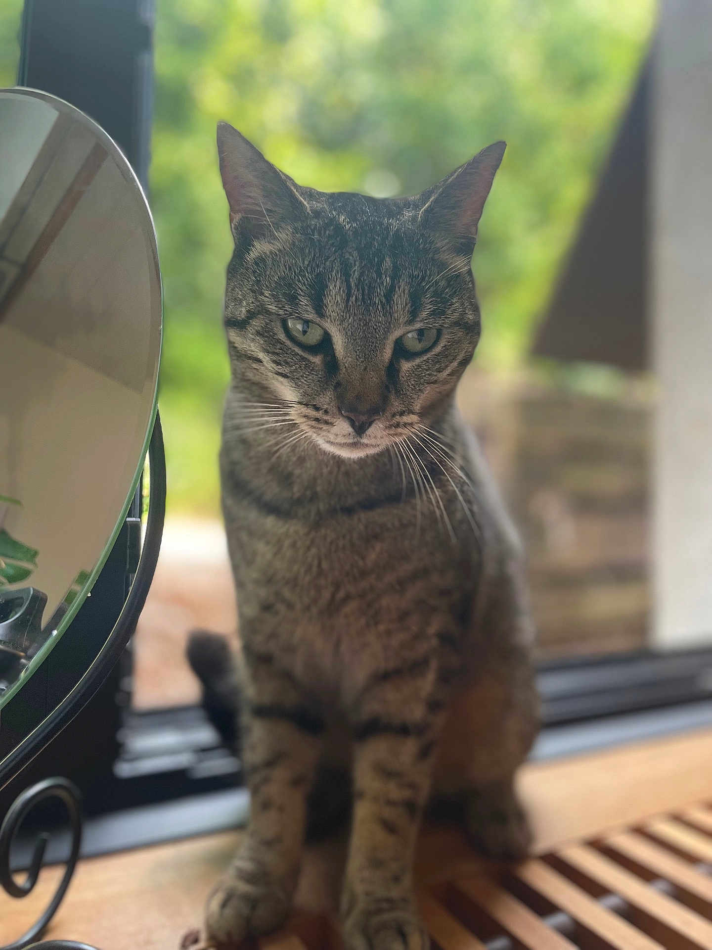 Nala a rejoint le concours — aidez-le/la à gagner de superbes lots ! abyssinian, angora, animal, architecture, building, cat, deck, egyptiancat, hardwood, house, housing, kitten, manx, pet, plant, porch, pottedplant, window, windowsill, wood