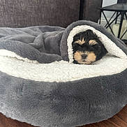 Tito is registered to the contest to win money with this photo: puppy, blanket, pet_bed, dog, cozy, fur, wooden_floor, indoor, animal, cute, resting, small_dog, black_and_tan, home, furniture, lantern, soft_texture, wrapped, sleepy, comfort