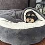 puppy, blanket, pet_bed, dog, cozy, fur, wooden_floor, indoor, animal, cute, resting, small_dog, black_and_tan, home, furniture, lantern, soft_texture, wrapped, sleepy, comfort
