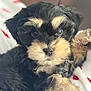 Tito is registered to the contest to win money with this photo: puppy, dog, close_up, fluffy, cute, pet, animal, black_fur, brown_fur, blanket, indoor, young, adorable, face, fur, resting, paw, snout, eyes, cozy