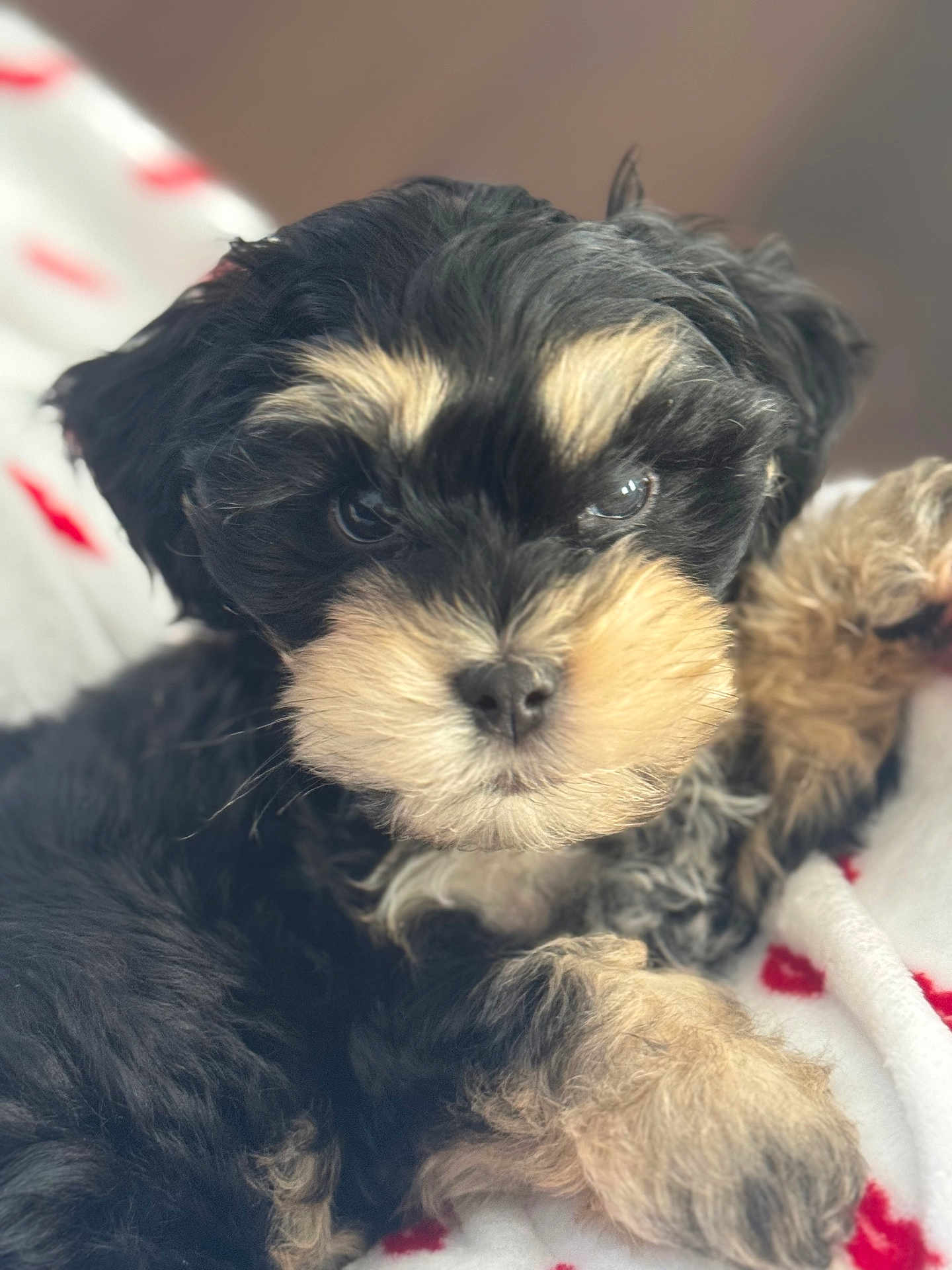 Tito is registered to the contest to win money with this photo: puppy, dog, close_up, fluffy, cute, pet, animal, black_fur, brown_fur, blanket, indoor, young, adorable, face, fur, resting, paw, snout, eyes, cozy