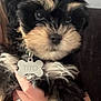 Tito is registered to the contest to win money with this photo: puppy, dog, pet, fluffy, black, tan, fur, cute, eyes, collar, tag, hand, holding, person, indoor, closeup, face, adorable, animal, companion