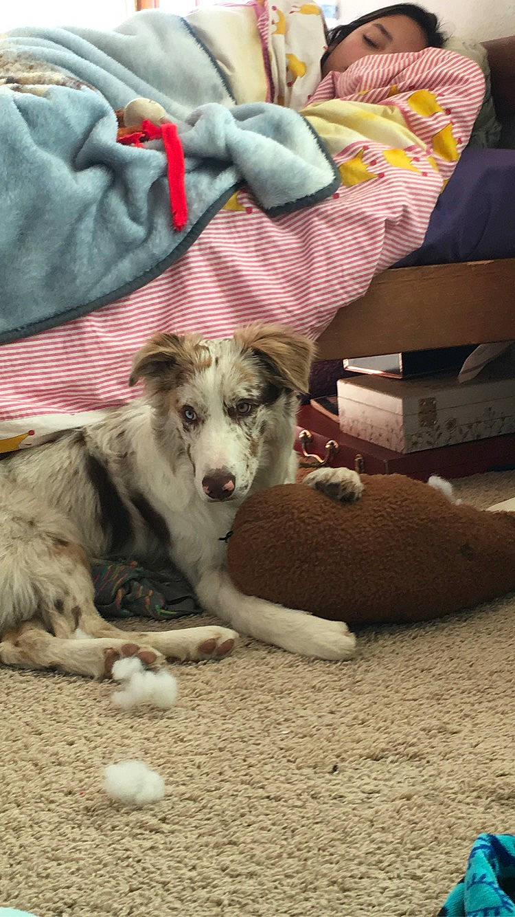 Pepito joined the competition — help win amazing prizes! canidae, carnivore, dog, dog_breed, mammal, rare_breed_dog, siberian_husky, street_dog