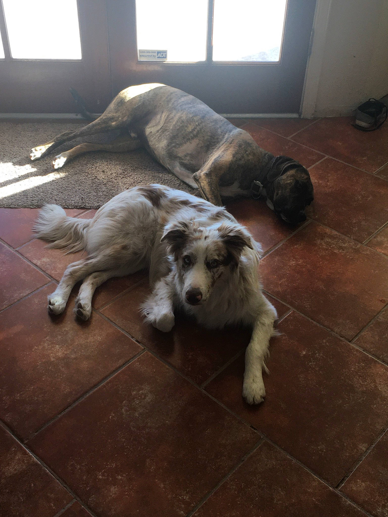 Pepito joined the competition — help win amazing prizes! canidae, carnivore, companion_dog, dog, dog_breed, mammal, sporting_group, vertebrate