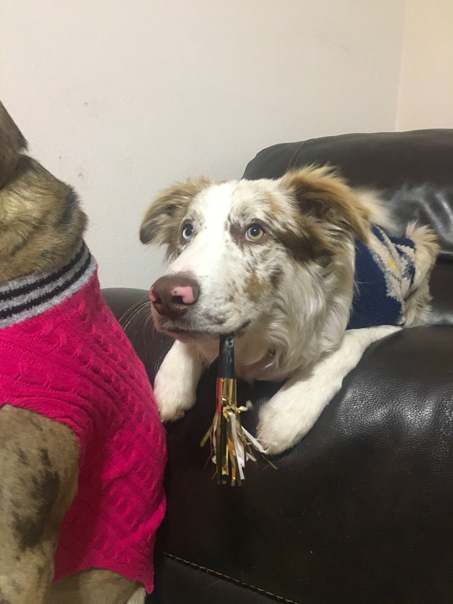 Pepito is registered to the contest to win money with this photo: canidae, carnivore, companion_dog, dog, dog_breed, lurcher, mammal, pit_bull, snout, sporting_group