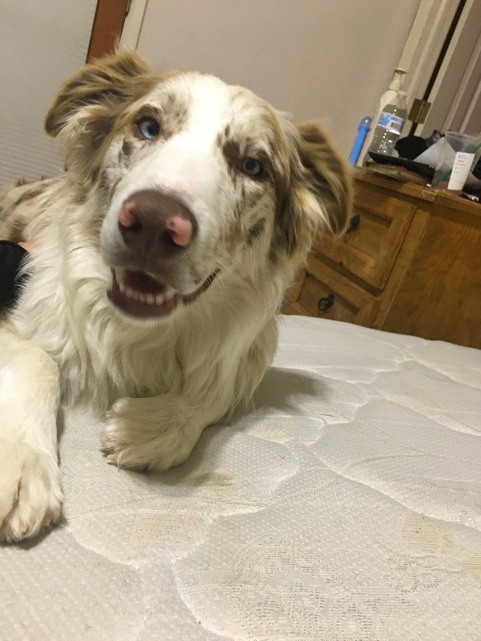 Pepito is registered to the contest to win money with this photo: australian_shepherd, border_collie, canidae, carnivore, companion_dog, dog, dog_breed, mammal, rare_breed_dog, snout, sporting_group, vertebrate, working_dog