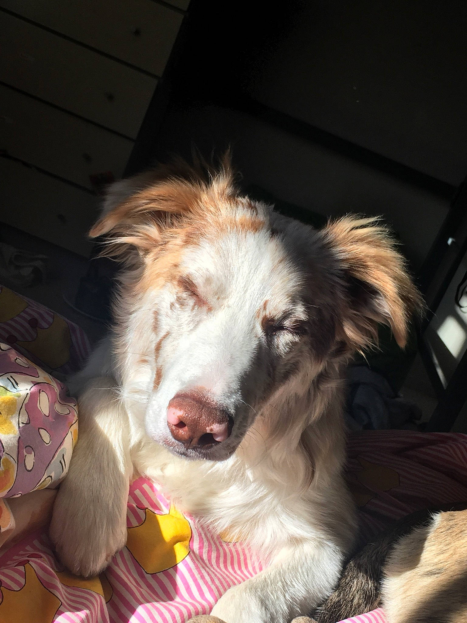 Pepito joined the competition — help win amazing prizes! australian_shepherd, basque_shepherd_dog, border_collie, canidae, carnivore, companion_dog, dog, dog_breed, ear, mammal, miniature_australian_shepherd, nose, rare_breed_dog, snout, welsh_sheepdog