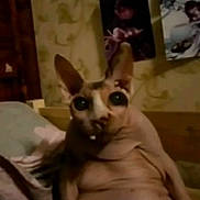 Salmon is registered to the contest to win money with this photo: animal, bed, cat, close_up, cute, domestic, ears, face, feline, furniture, hairless_cat, indoor, large_eyes, looking, pet, photograph, room, sitting, skin, wallpaper